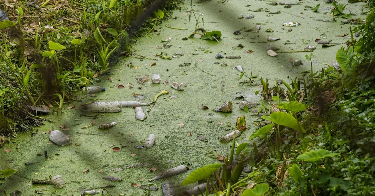 Vixilancia cidadá do río Sar