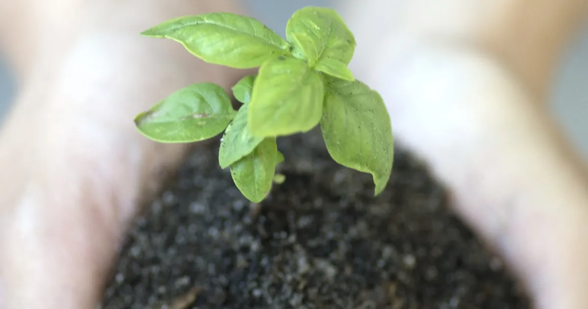 Árbores bombeiras contra incendios